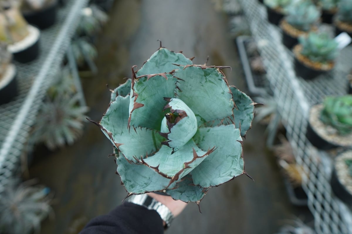 アガベ チタノタ ブラックアンドブルー Agave titanota black
