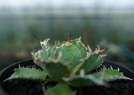 アガベ　チタノタ　フィリグリー　agave titanota filigree　No.5