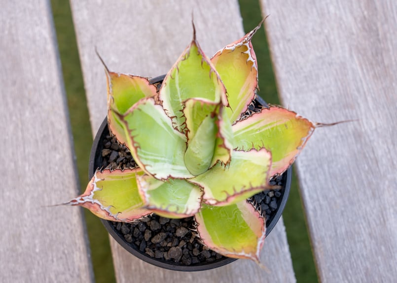 アガベ ボビコルヌータ斑入り アガベ ボビコルヌータ 斑入り | mana's farm:塊根植物・アガベ