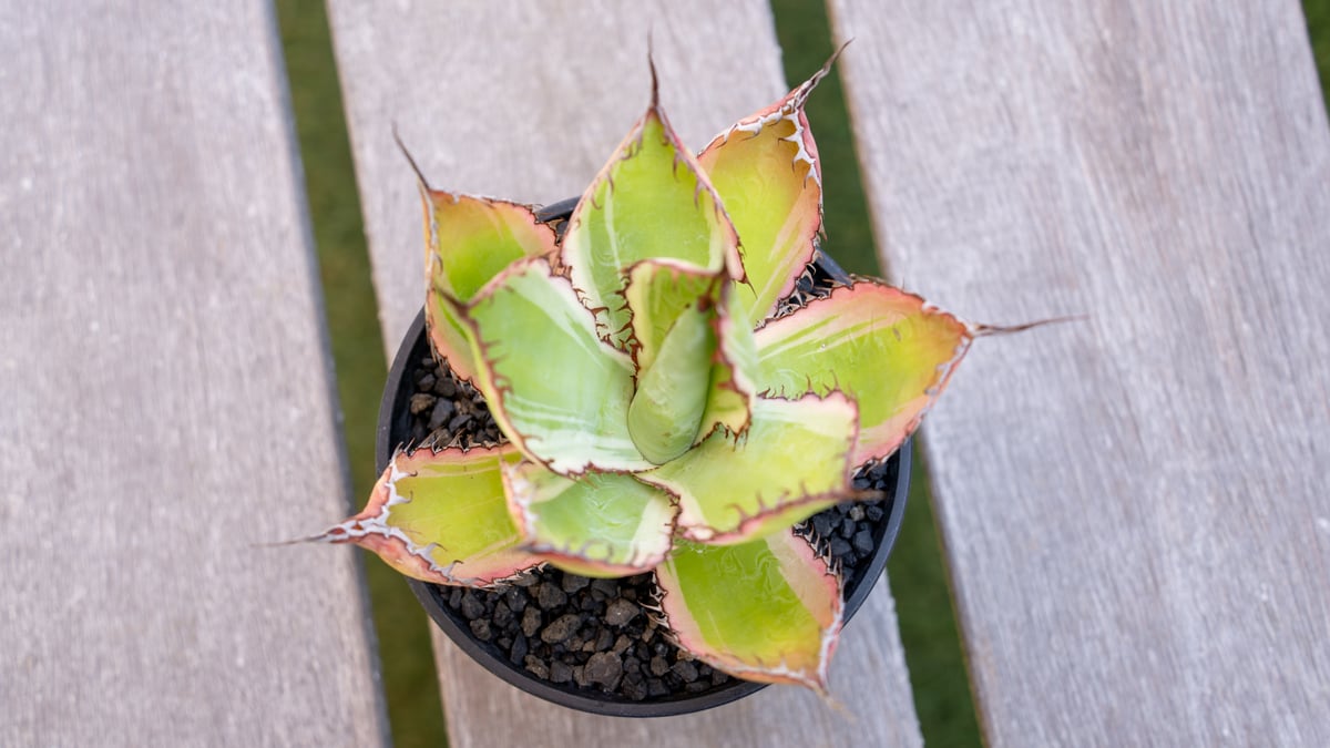 ボビコルヌータ アガベ ドライガーデン 大株 観葉植物 fit=scale-down,w=1200