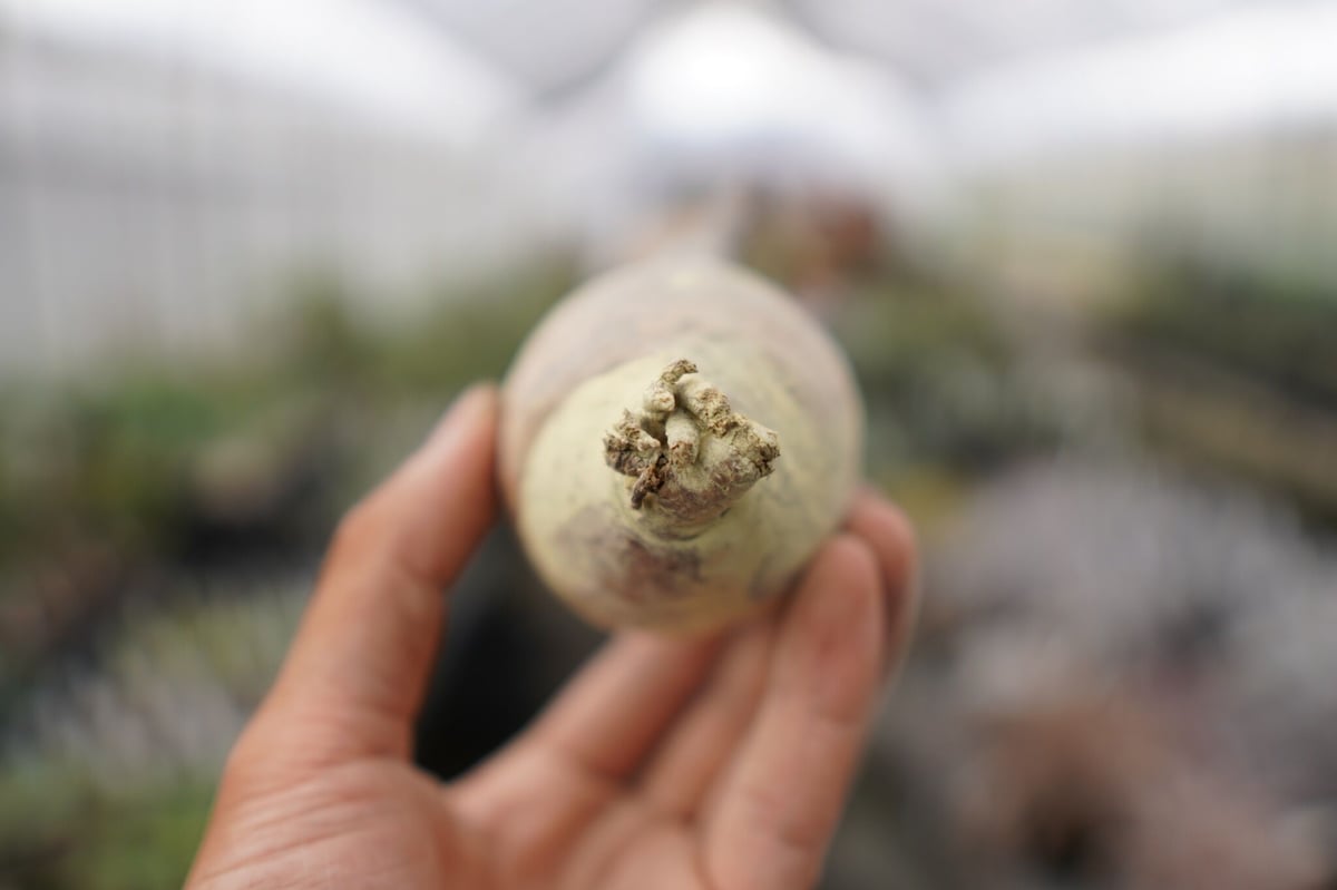 実生 良型 パキポディウム グラキリス 抜き苗 パキポディウム グラキリス Sサイズ 実生苗 2.5号(1ポット) 秋~春落葉