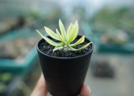 パキポディウム　恵比寿笑い　Pachypodium brevicaule　No.2