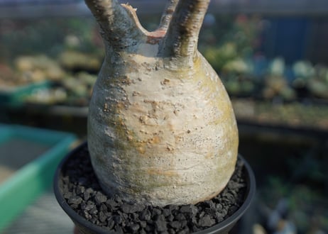 パキポディウム　グラキリス　 Pachypodium Gracilius  No.5