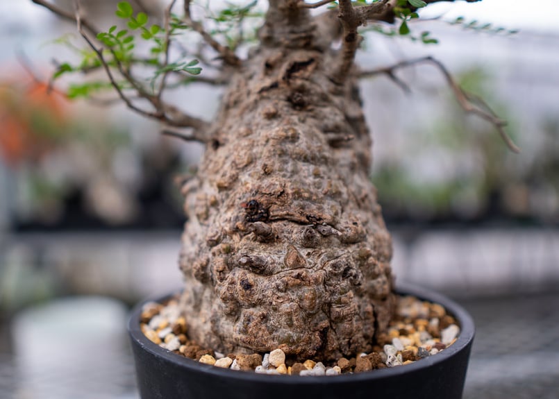 オペルクリカリア パキプス No.4 | mana's farm:塊根植物・アガベ