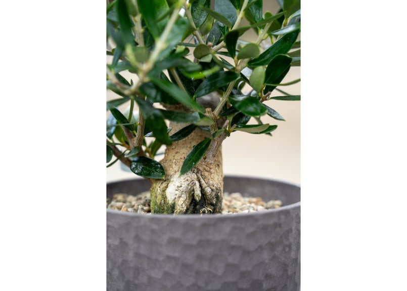 大珍品 オリーブ 根上がり懸崖盆栽