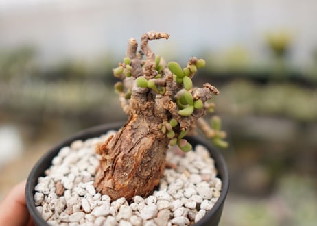 Ceraria pygmaea ケラリア ピグマエア　B NO.10