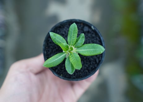 パキポディウム　恵比寿笑い　Pachypodium brevicaule　No.6