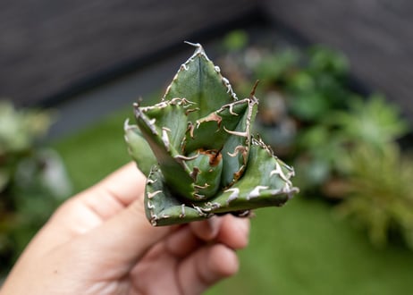 Agave titanota 白鯨嚴龍 カキコ NO.4