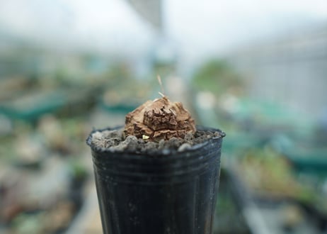 亀甲竜　Dioscorea elephantipes　No.10