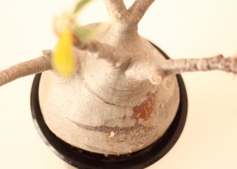 Pachypodium Gracilius パキポディウム  グラキリス  №９