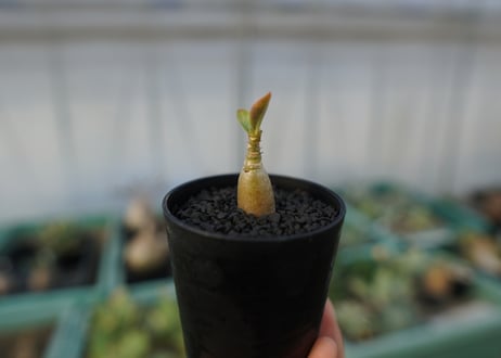 アデニウム　Adenium  No.2