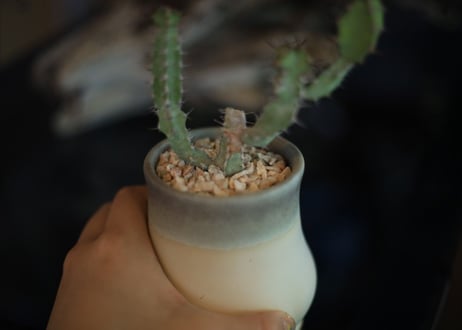 ユーフォルビア　SP　Euphorbia sp