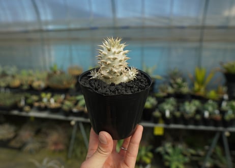パキポディウム　デンシフローラム Pachypodium densiflorum