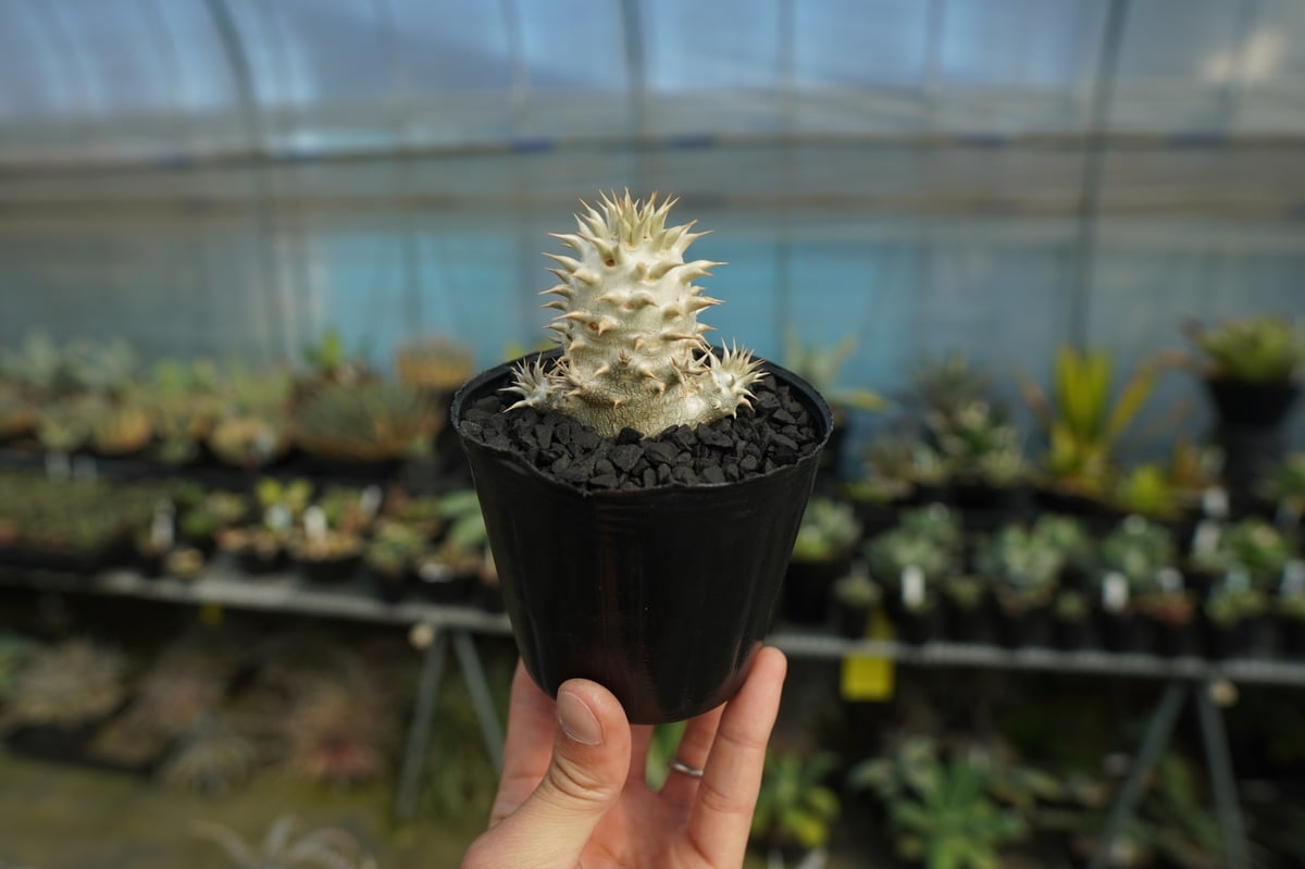 パキポディウムデンシフローラム パキポディウム デンシフローラム Pachypodium densiflorum | mana