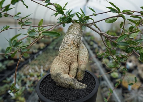 フォッケア　エデュリス　”火星人”　Fockea edulis