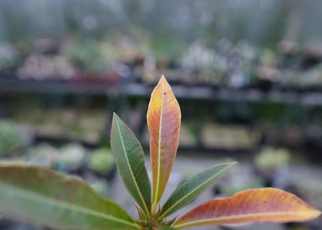 パキポディウム　バロニー　Pachypodium baronii  No.1