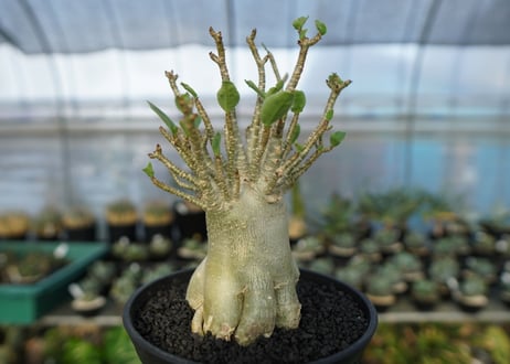 アデニウム　Adenium　No.5