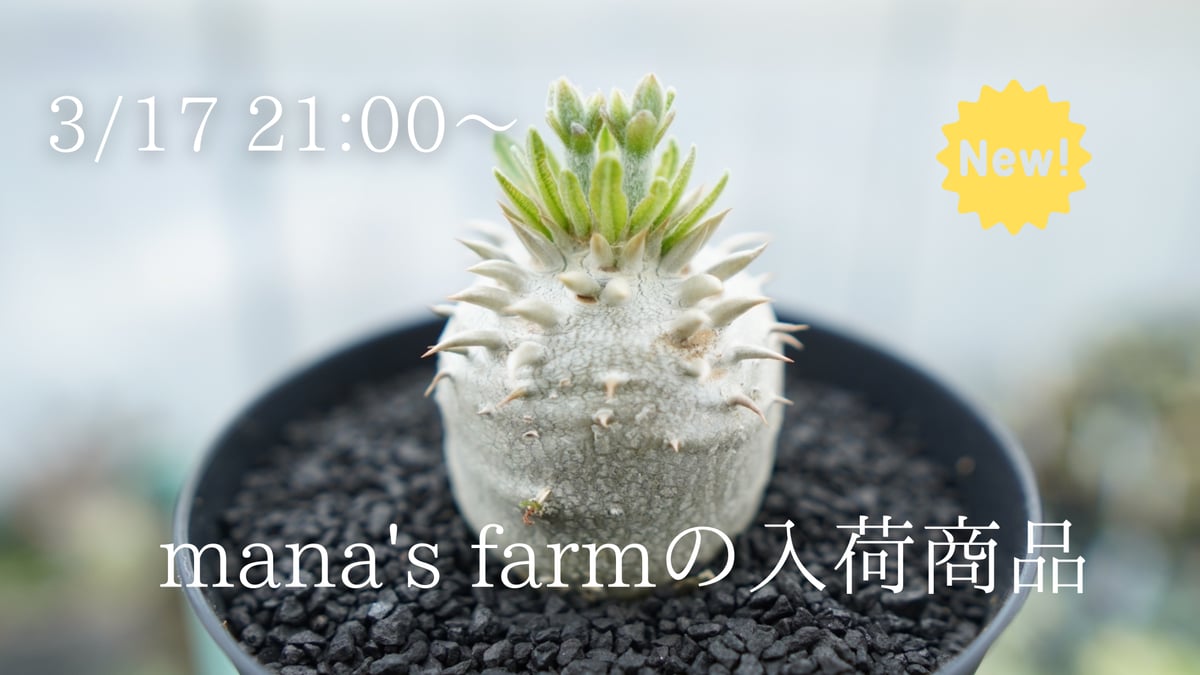 花芽が出ているパキポディウム実生株を多数アップします！ | mana's