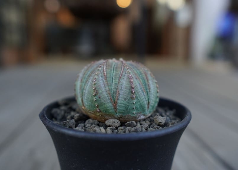 ユーフォルビア オベサ euphorbia Obesa | mana's farm:塊根植物・