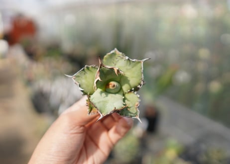Agave titanota FO-76  E NO.5 (G)