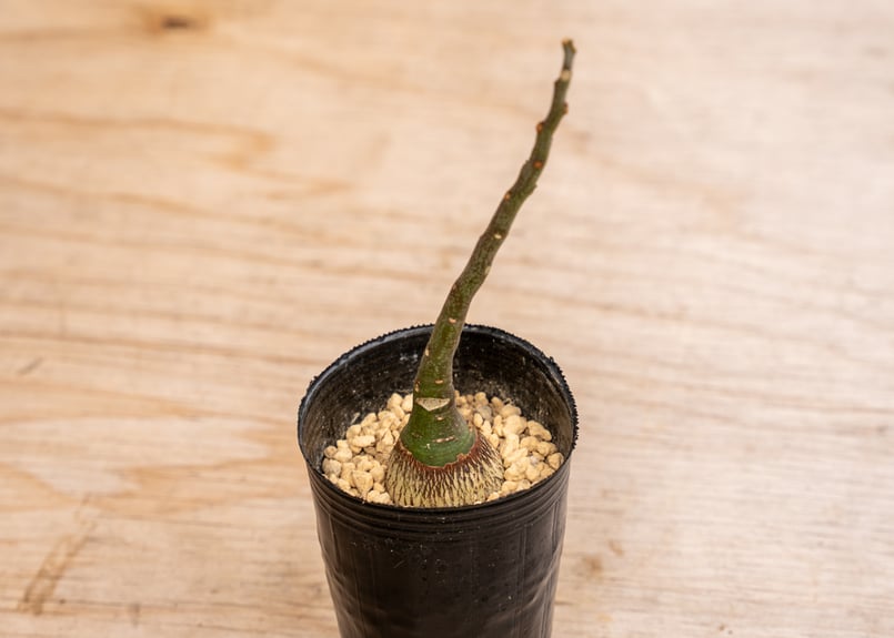 アデニア グラウカ | mana's farm:塊根植物・アガベ・ドライガーデン