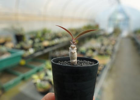 パキポディウム　バロニー　Pachypodium baronii  No.3