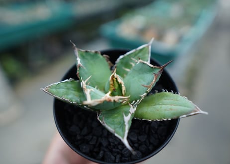 アガベ　チタノタ　白鯨　Agave titanota White whale　No.2
