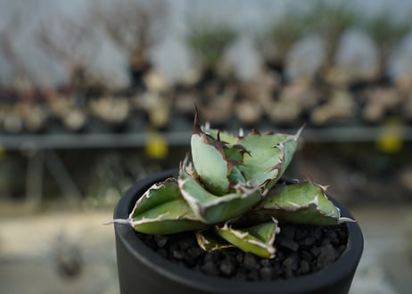 アガベ　チタノタ　 ブラックアンドブルー 　Agave titanota black and blue　No.1