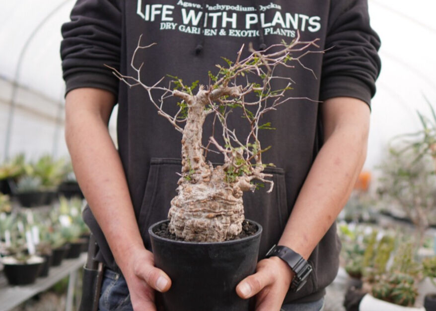 オペルクリカリア パキプス No.2 | mana's farm:塊根植物・アガベ