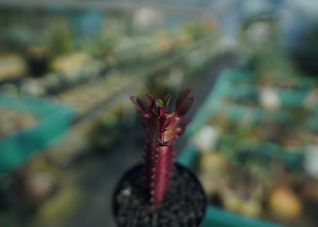 ユーフォルビア　紅彩雲閣　Euphorbia trigona f. rubra　No.1