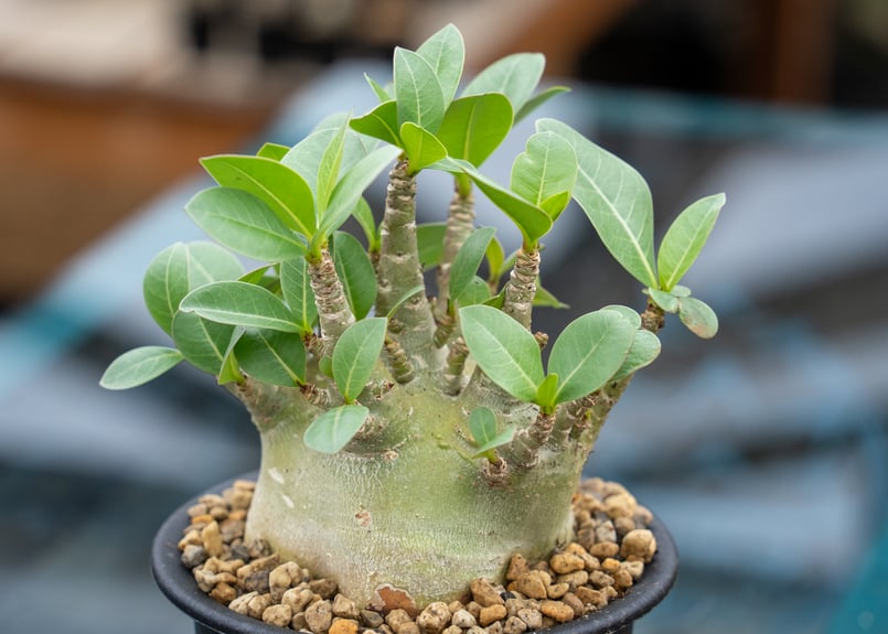 アデニウム モンスター | mana's farm:塊根植物・アガベ・ドライ