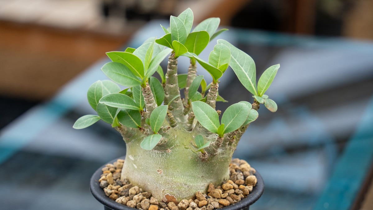 アデニウム 塊根植物 アデニウム モンスター | mana's farm:塊根植物・アガベ・ドライ