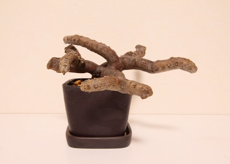 サルコカウロン　ムルチフィズム 250826 25 ☆特価☆コーデックス：サルコカウロン ムルチフィズム 発根済