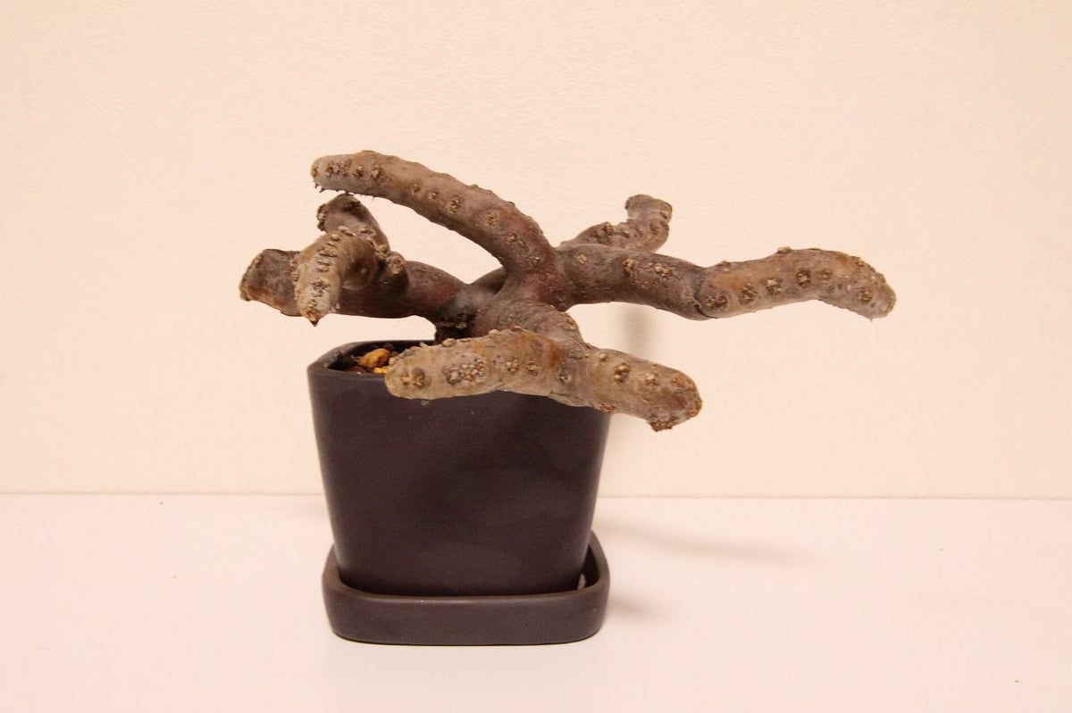 サルコカウロン・ムルチフィズム Sarcocaulon multifidum | mana's