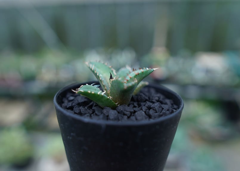 【30cm超】Agave titanota FO-76 アガベ チタノタ アガベ チタノタ 