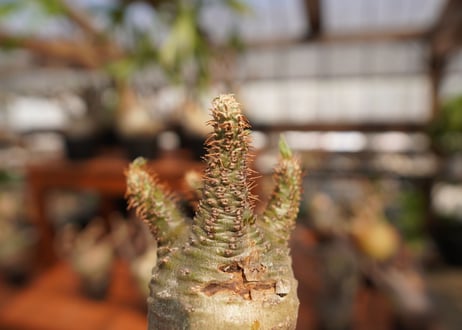 パキポディウム　グラキリス　Pachypodium gracilius　抜き苗　№36