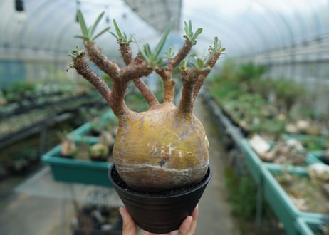 パキポディウム　グラキリス　 Pachypodium Gracilius  No.1