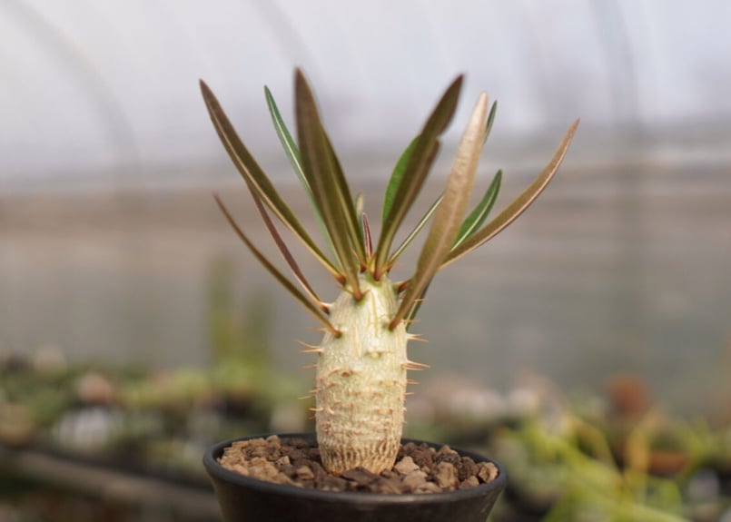 パキポディウム カクチペス NO.1 | mana's farm:塊根植物・アガベ