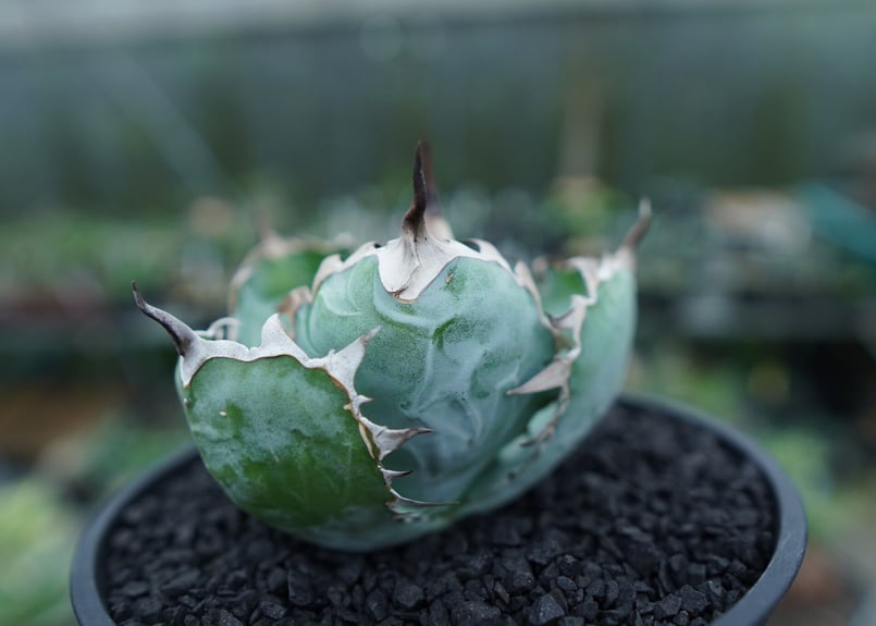 アガベ チタノタ ブラックアンドブルー Agave titanota black and