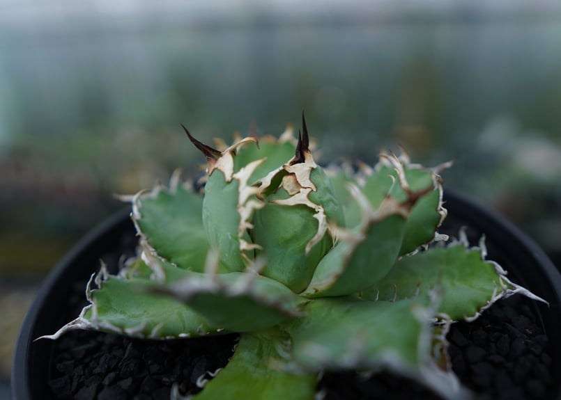 アガベ チタノタ フィリグリー agave titanota filigree No.1 |