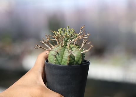 ユーフォルビア　スーパーバリダ　雌