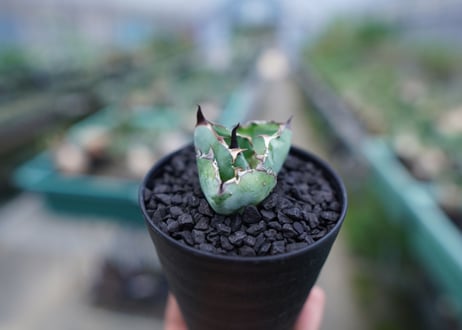 アガベ　チタノタ　 ブラックアンドブルー 　Agave titanota black and blue　No.3