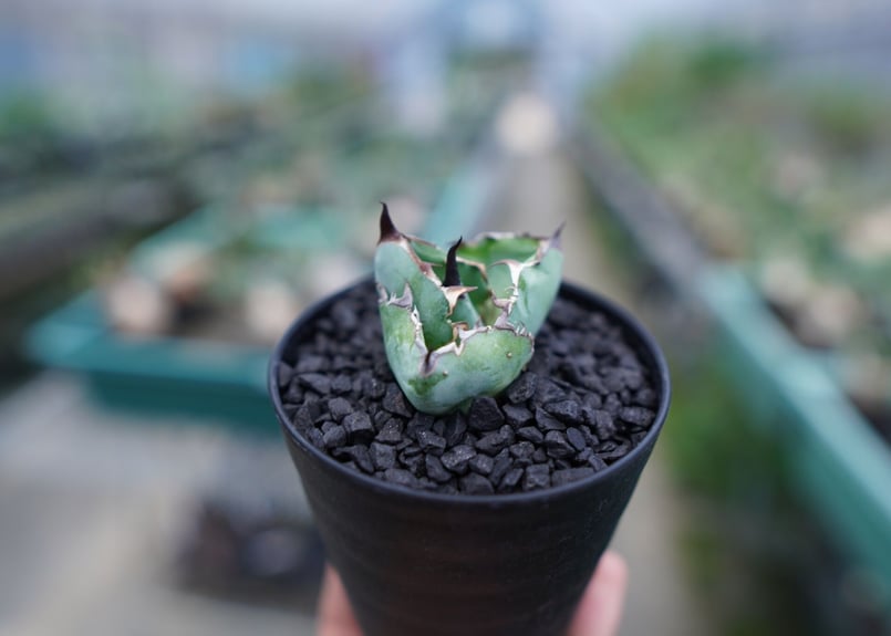 アガベ チタノタ ブラックアンドブルー Agave titanota black and