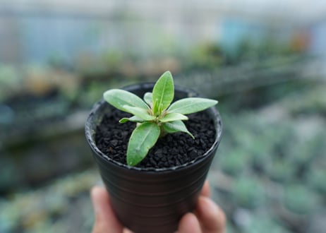 パキポディウム　恵比寿笑い　Pachypodium brevicaule　No.10