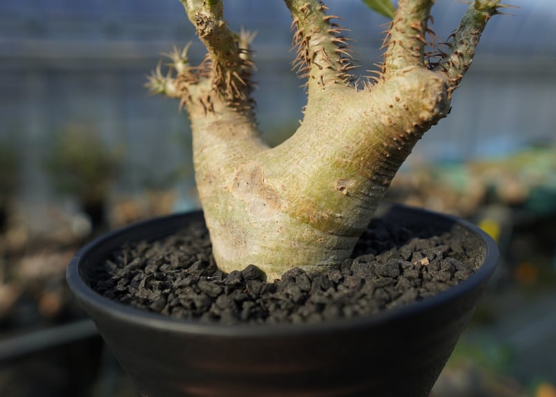 パキポディウム マカイエンセ Pachypodium makayense No.7 | man