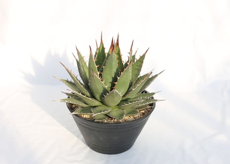 Agave purpusorum  選抜株