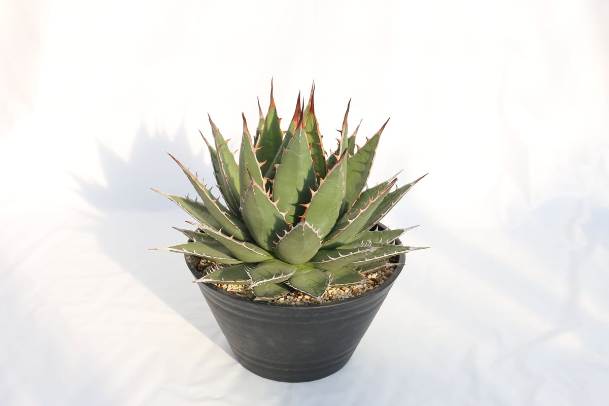 Agave purpusorum 選抜株 | mana's farm:塊根植物・アガベ・ドラ