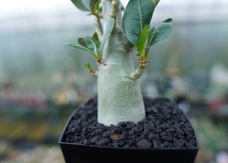 アデニウム　Adenium　No.1
