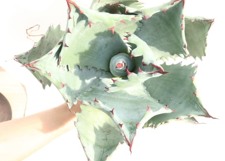 Agave colorata