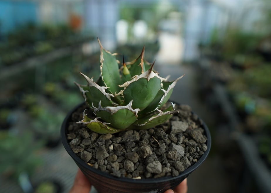 64cf60103b49380039b62cbb